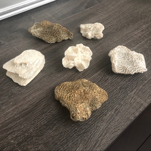 Coral Natural (lot of 6) for Decor, Gilded 🌵 🏺 - Picture 4 of 8